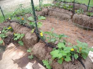 I put some cardboard on the ground to keep the watermelon vines from staying wet.