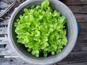 This lettuce WILL be lunch tomorrow!